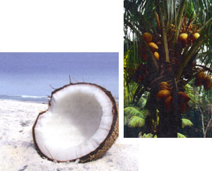 Kokosolie - en funktionel fødevare