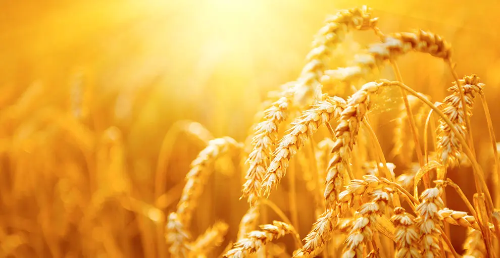 Kornsorter og deres sundhedsfremmende egenskaber