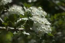 Hvidtjørn - smukke blomster med gavnlige proanthocyanidiner
